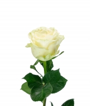 Изображение товара Троянда Мондіаль (Mondial) висота 60см